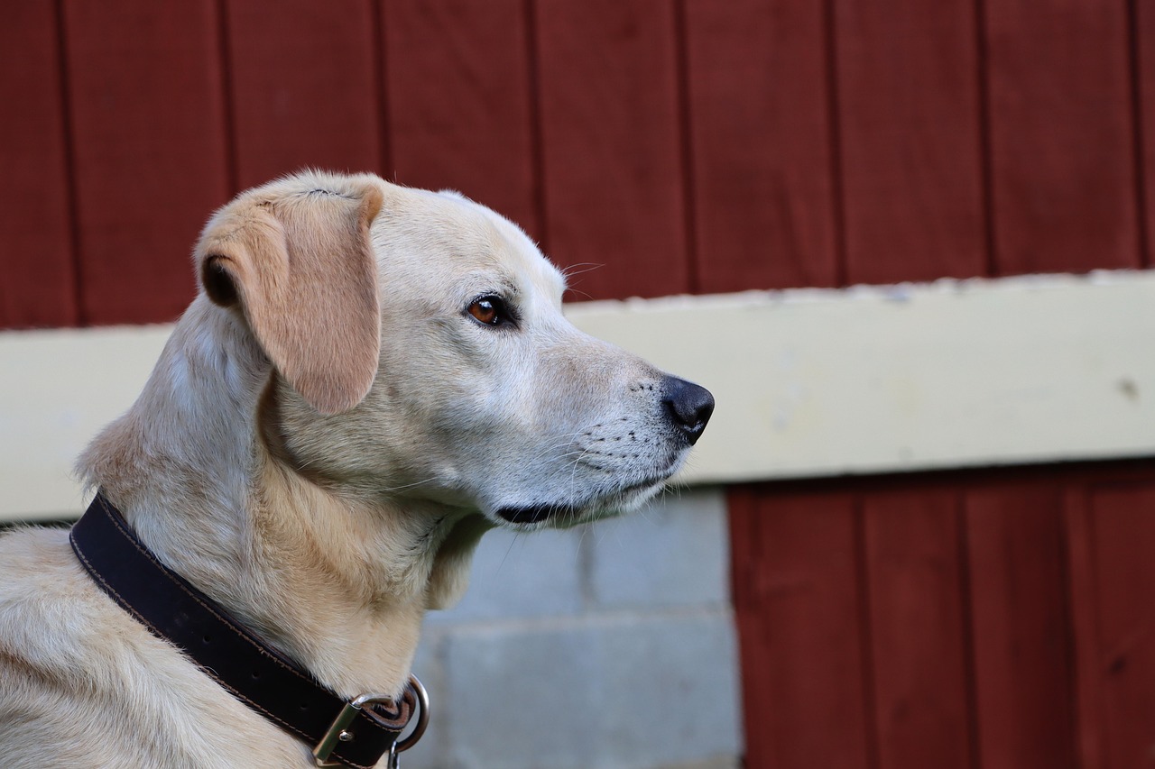 西瓜详情下载教程app详情下载教程