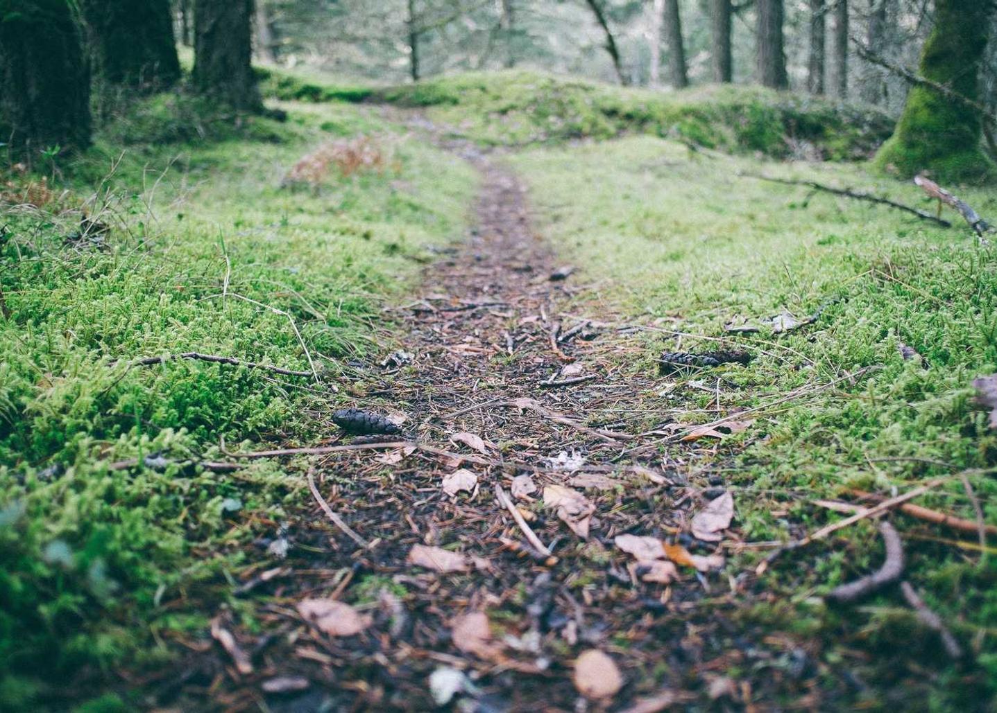 在线代理问卷平台